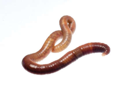 animal earth worm isolated on whiteの写真素材