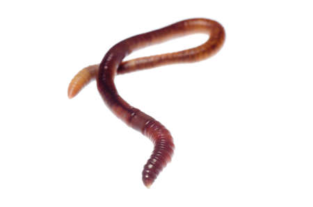 animal earth worm isolated on white