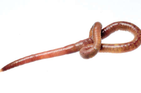 animal earth worm isolated on white