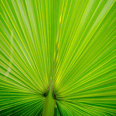 green palm tree leaf close upの写真素材