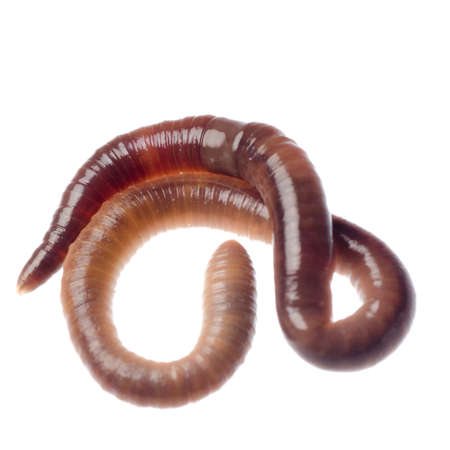 animal earth worm isolated on whiteの写真素材