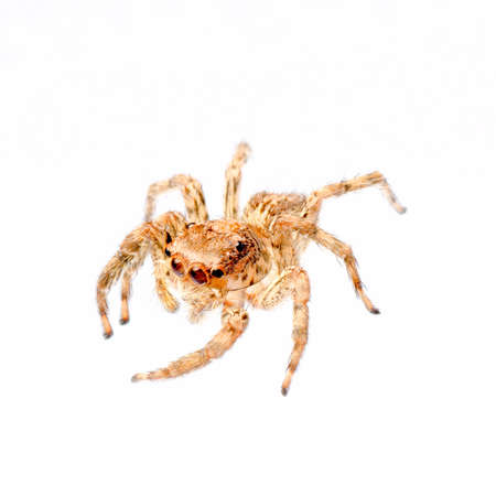 animal jumping spider isolated on whiteの写真素材