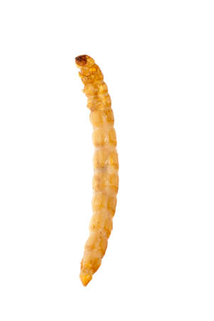 yellow meal worm isolated on whiteの写真素材
