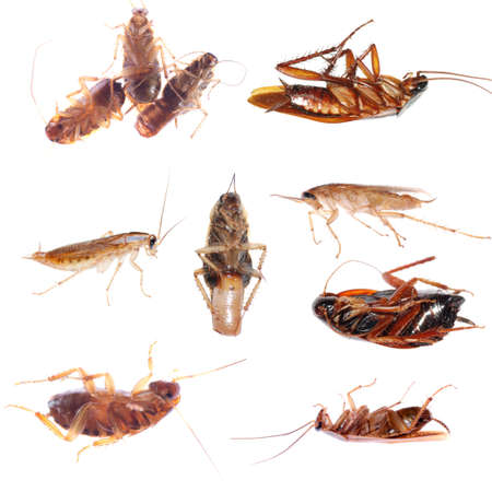 animal set insect cockroach  bug isolated collectionの写真素材
