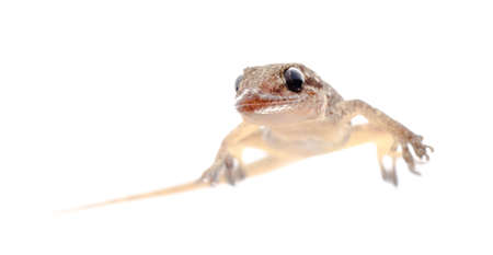 animal Chinese Oriental  leaftoed gecko Hemidactylus bowringii isolatedの写真素材