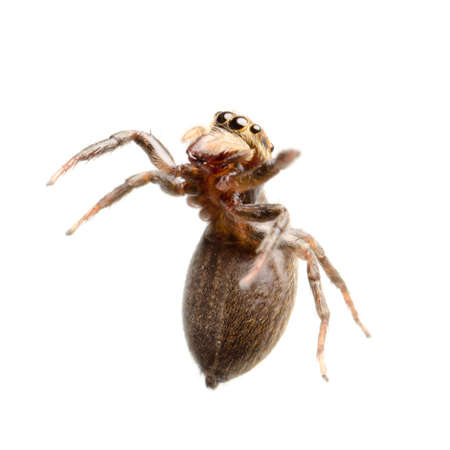 animal black jumping spider isolated on whiteの写真素材