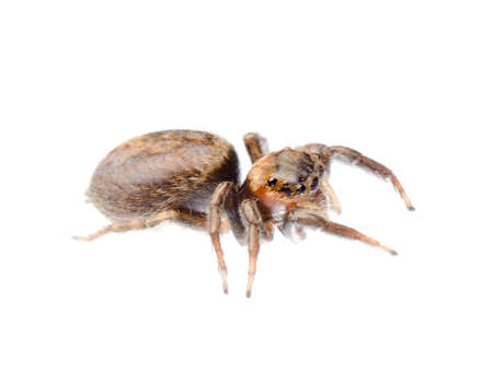 animal black jumping spider isolated on whiteの写真素材