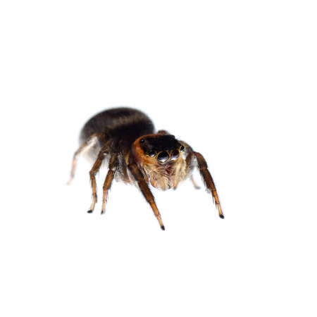 animal black jumping spider isolated on whiteの写真素材