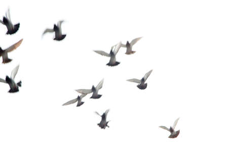 flying dove group blur motionの写真素材