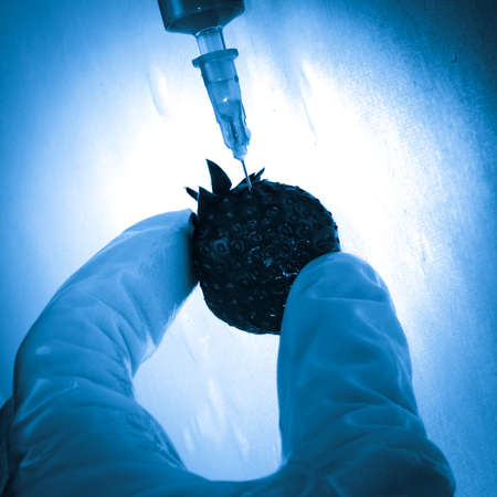 science transgene food concept scientist injection strawberry isolated