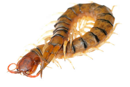 poison animal centipede isolated on whiteの写真素材