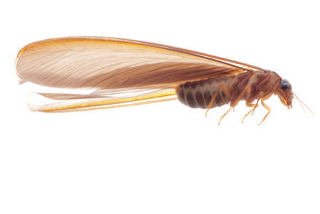 termite white ant  isolated on whiteの写真素材