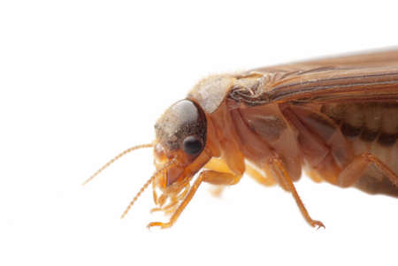 termite white ant  isolated on whiteの写真素材
