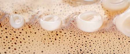 Prepared sea food fresh squid tentacle isolated macroの写真素材