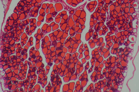 science medical anthropotomy physiology microscopic section of human thyroid gland backgroundの写真素材