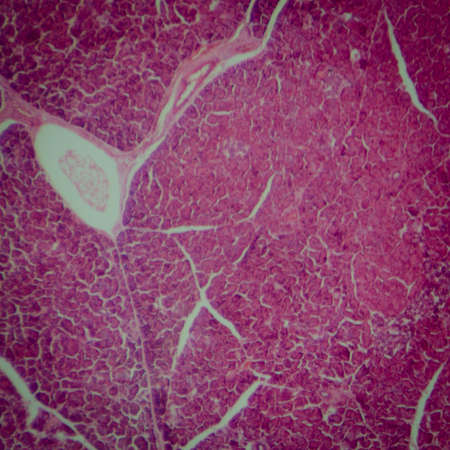 science medical anthropotomy physiology microscopic section of human pancreas tissueの写真素材