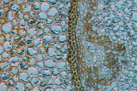 science botany micrograph plant root tissue background, 100 times magnified