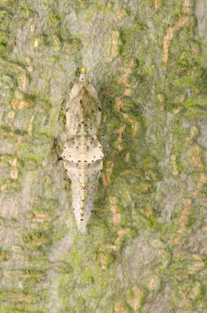 insect butterfly cocoon on green tree trunk surfaceの写真素材