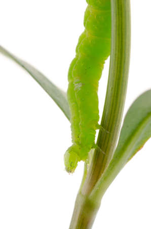insect green betterfly caterpillar isolated on whiteの写真素材