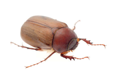 insect brown June beetle isolated on whiteの写真素材