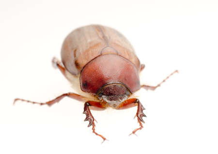 insect brown June beetle isolated on whiteの写真素材