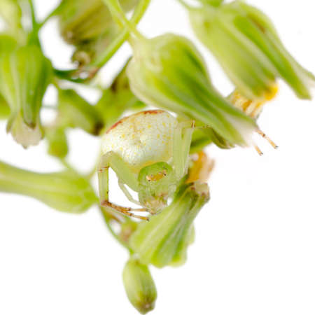 green crab spider isolated on whiteの写真素材