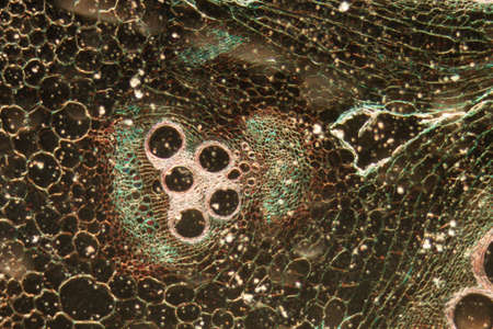 microscopy micrograph plant tissue, stem of pumpkin, magnification 50Xの写真素材