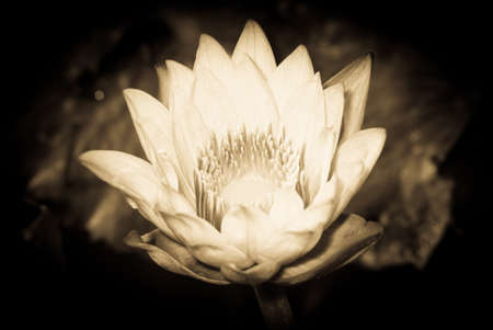 water lily flower macro shotの写真素材