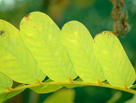 green leaf backgroundの写真素材