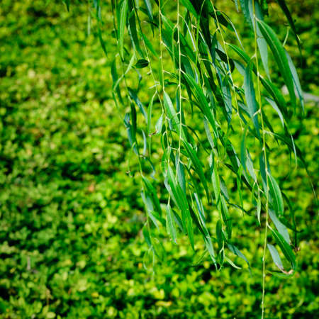 willow green leafの写真素材