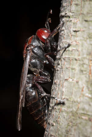 insect hornet wasp rest on trunkの写真素材