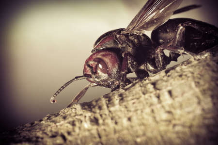 insect hornet wasp rest on trunkの写真素材