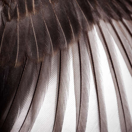 bird wing feather texture backgroundの写真素材