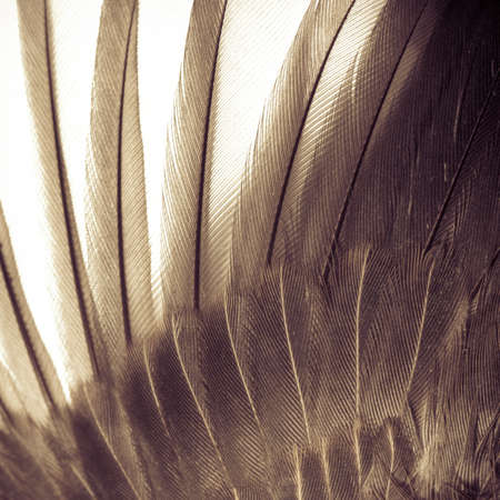 bird wing feather texture backgroundの写真素材