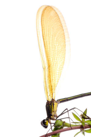 insect damselfly dragonfly isolated on whiteの写真素材