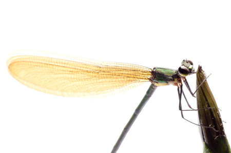 insect damselfly dragonfly isolated on whiteの写真素材