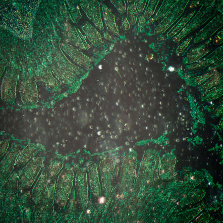 science medical anthropotomy physiology micrograph of small intestinum tenue tissueの写真素材
