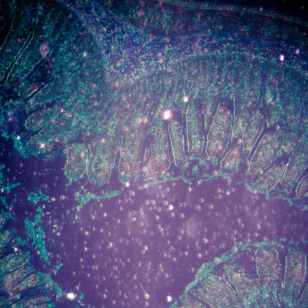 science medical anthropotomy physiology micrograph of small intestinum tenue tissueの写真素材