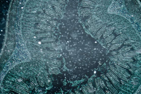 science medical anthropotomy physiology micrograph of small intestinum tenue tissueの写真素材