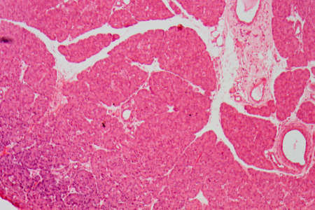 science medical anthropotomy physiology micrograph of small intestinum tenue tissueの写真素材