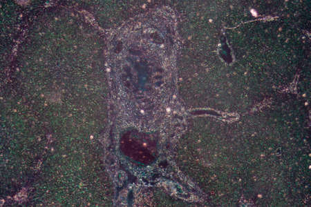science medical anthropotomy physiology micrograph of liver tissueの写真素材