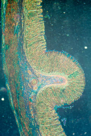 science medical anthropotomy physiology micrograph of stomach tissueの写真素材
