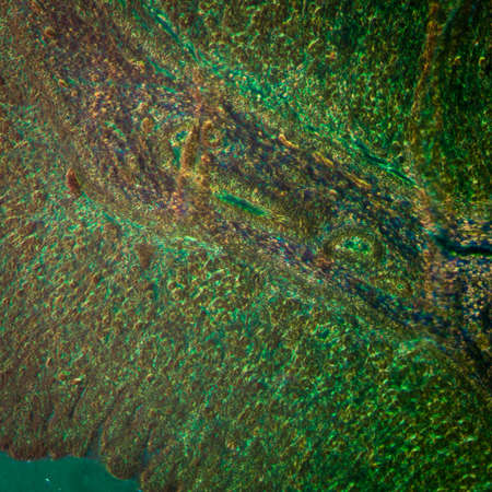 science medical anthropotomy physiology micrograph of stomach tissueの写真素材