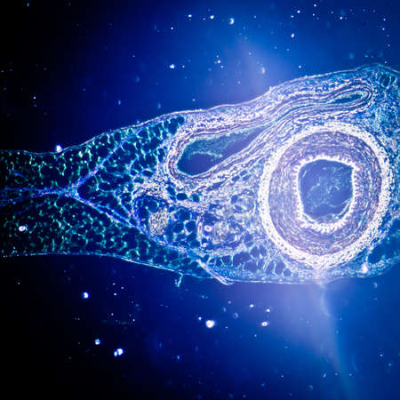 science medical anthropotomy physiology micrograph of blood vessel, artery and vein.の写真素材