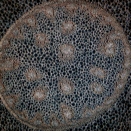 science micrograph plant root tissue backgroundの写真素材