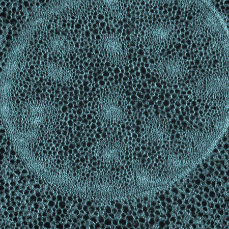 science micrograph plant root tissue backgroundの写真素材