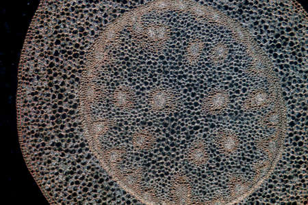 science micrograph plant root tissue backgroundの写真素材