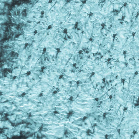 science micrograph insect wing detail texture microの写真素材