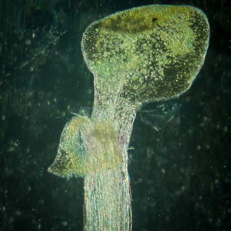 science botany micrograph plant arabidopsis thaliana root tissue  microの写真素材