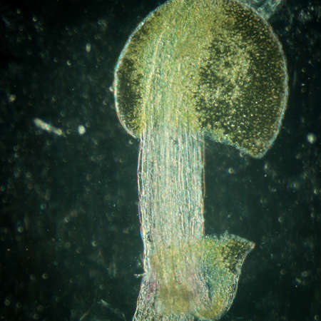 science botany micrograph plant arabidopsis thaliana root tissue  microの写真素材